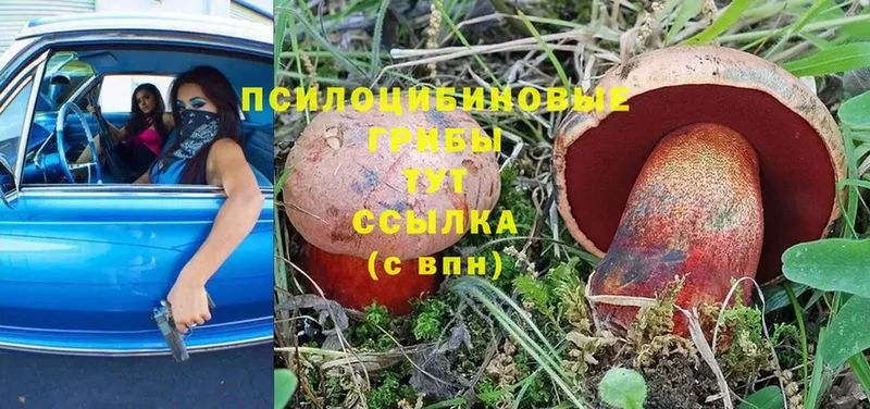 Галлюциногенные грибы Psilocybine cubensis  закладки  Тавда 